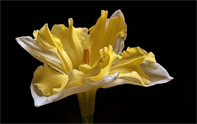 Das ist mein Blumengruß zum Osterfest - ( Stacking Bild ) 