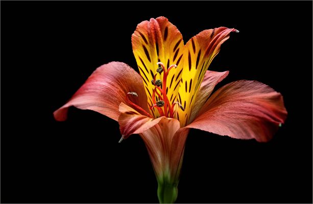 Das ist mein erstes Foto einer Inkalilie - ( Stacking Bild ) 