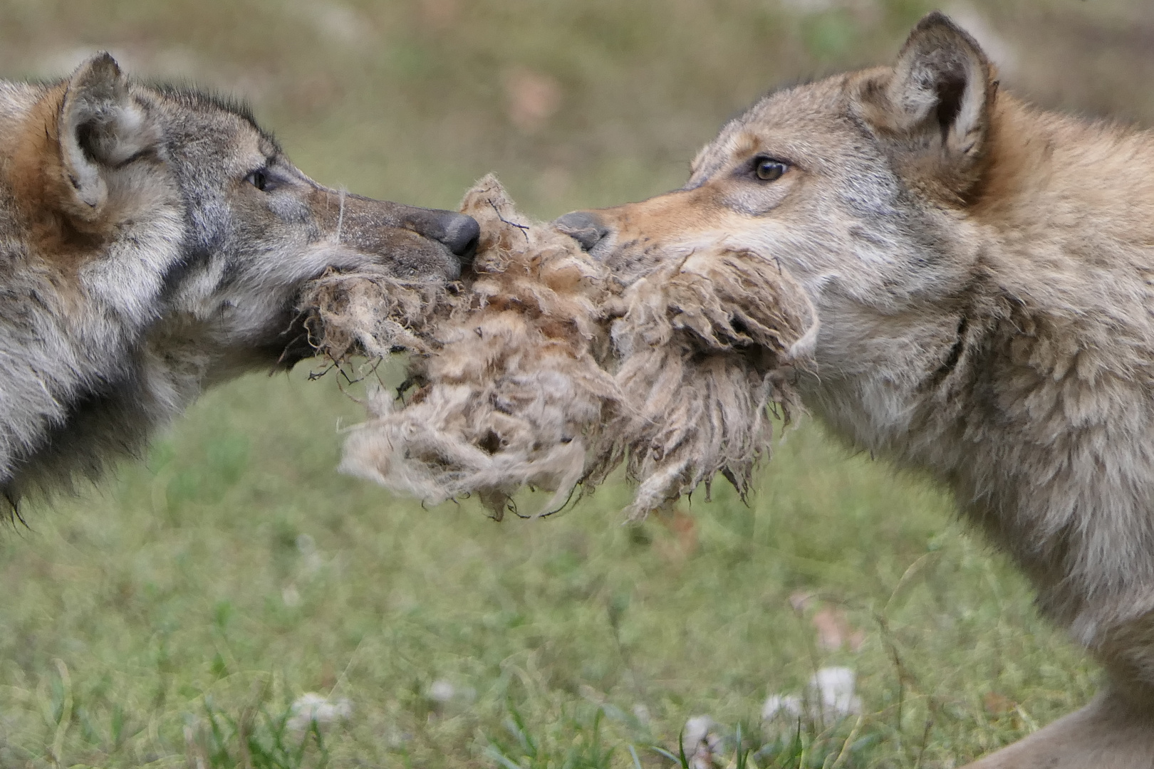 "Das ist mein Fell!- Nein meins...!"