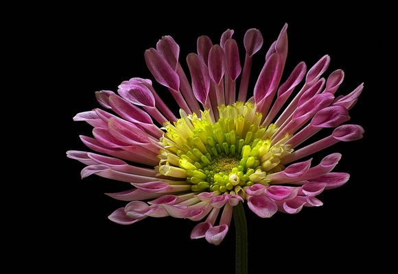 Das ist mein fotografischer Start ins neue 2025 - ( Stacking Bild )