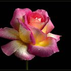 Das ist mein fotografischer Start ins Rosenjahr 2020 - ( Stacking Bild ) 