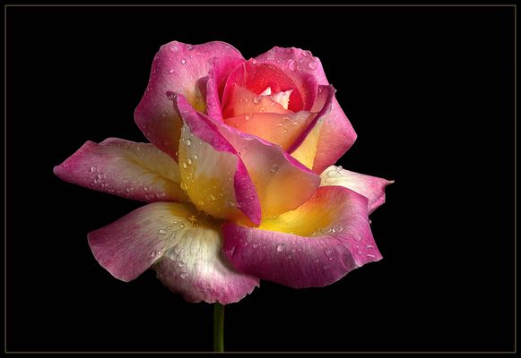 Das ist mein fotografischer Start ins Rosenjahr 2020 - ( Stacking Bild ) 