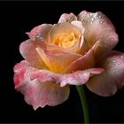 Das ist mein fotografischer Start ins Rosenjahr 2021 - ( Stacking Bild ) 