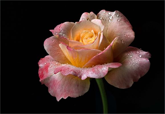 Das ist mein fotografischer Start ins Rosenjahr 2021 - ( Stacking Bild ) 