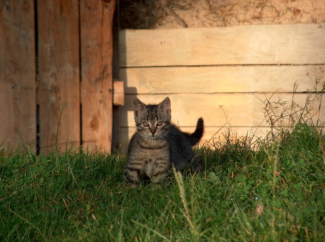 das ist mein Katzchen