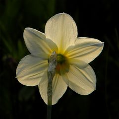 DAS IST MEIN OSTERBLÜMCHEN FÜR DIE FC . . .