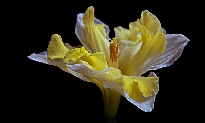 Das ist mein Ostergruß - ( Stacking Bild ) 