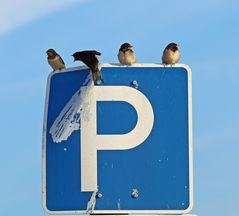 Das ist mein Parkplatz!