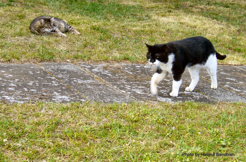 "Das ist mein Revier!"