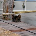 Das ist mein Schiff