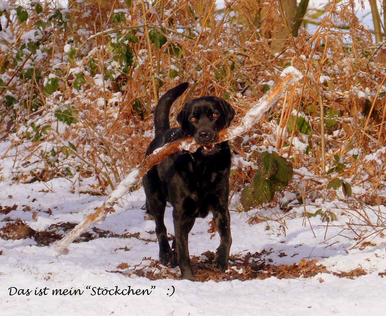 Das ist mein ""  Stöckchen  ""