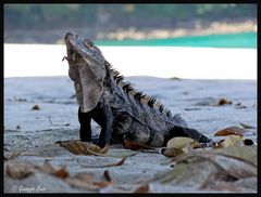 Das ist mein Strand!