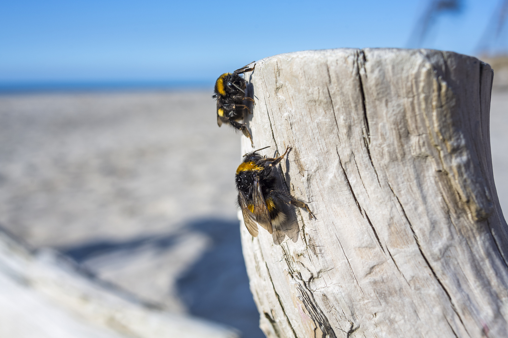 "... das ist mein "Strandkorb""