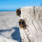 "... das ist mein "Strandkorb""