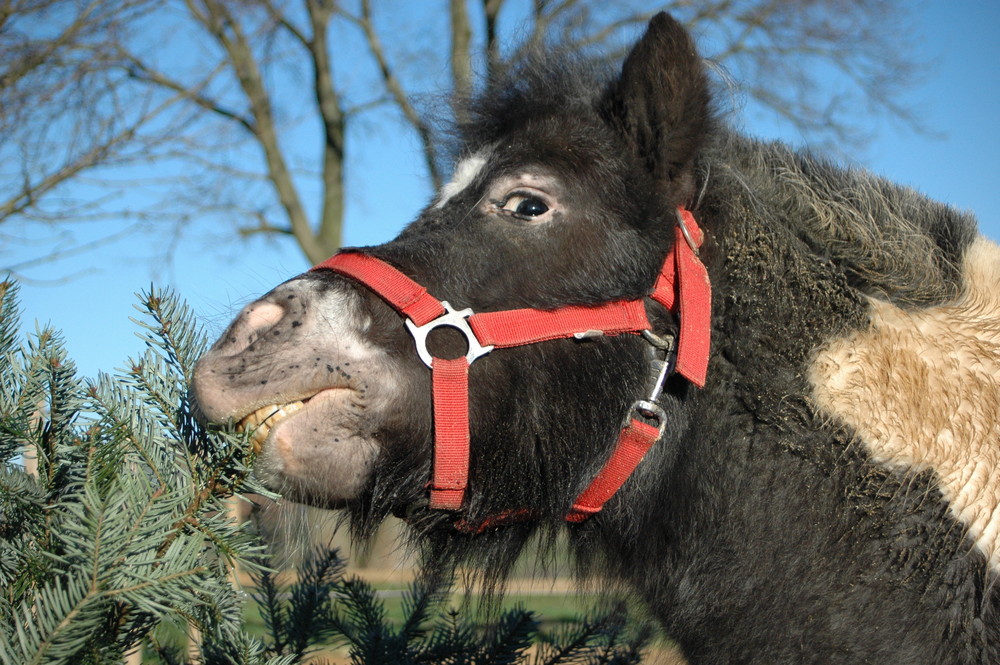 Das ist MEIN Tannenbaum