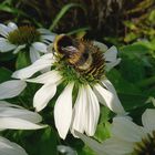 Das ist meine Blüte!