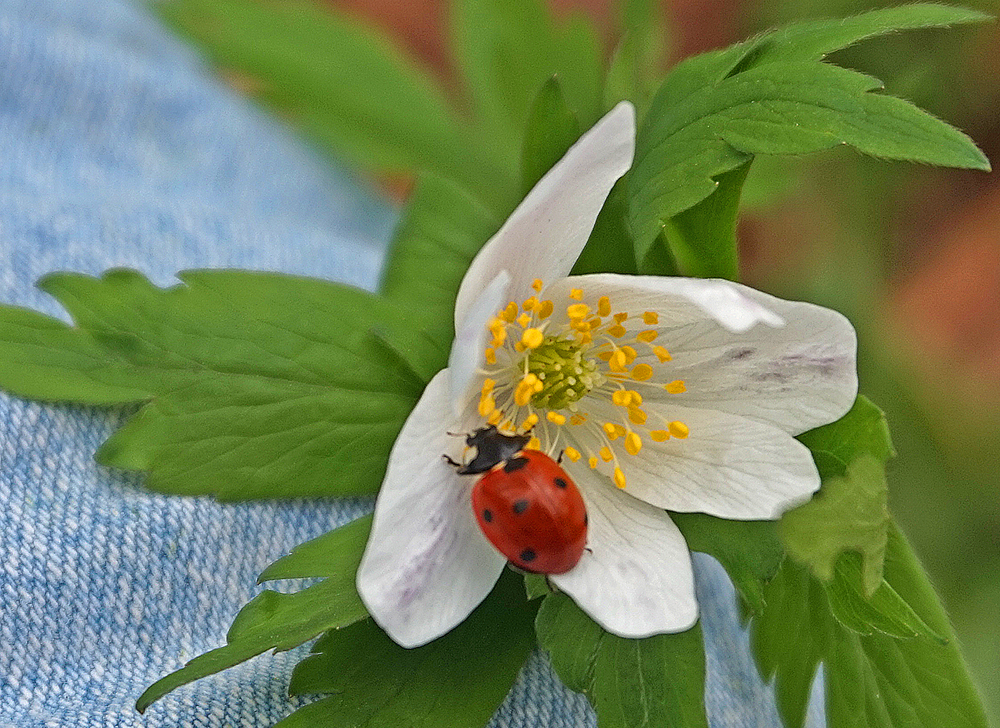 Das ist meine Blüte,kapiert?