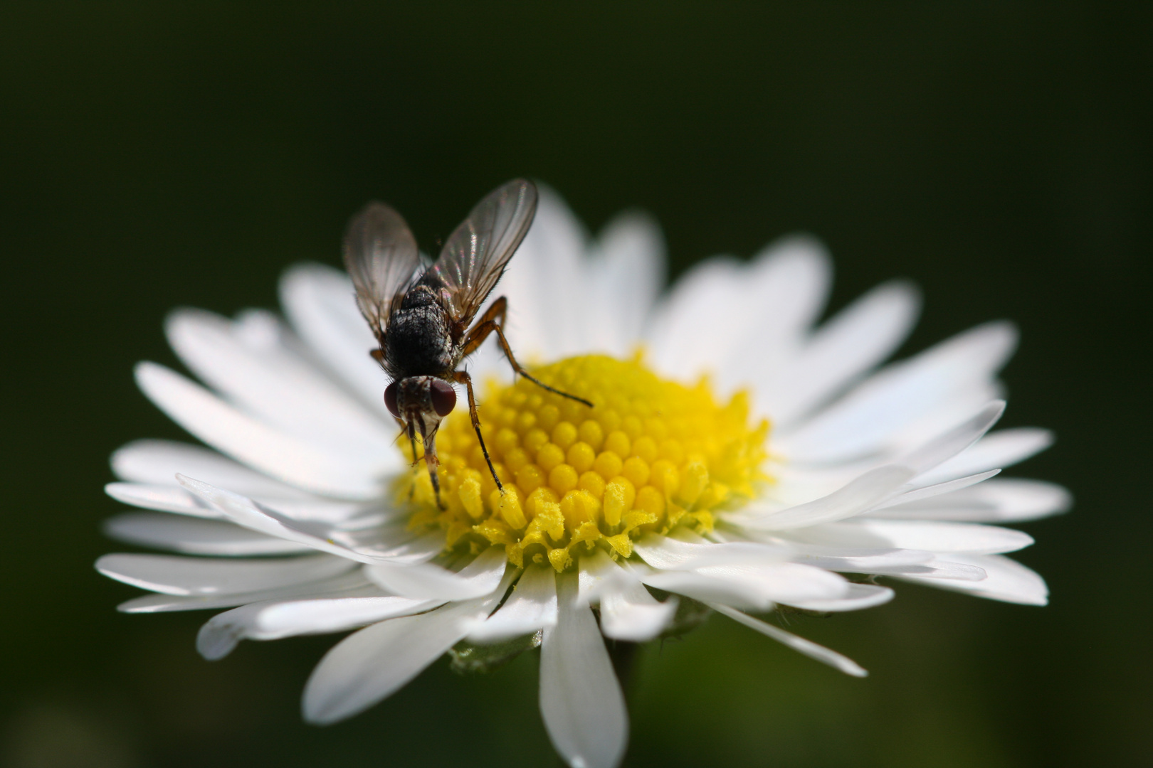 Das ist meine Blume