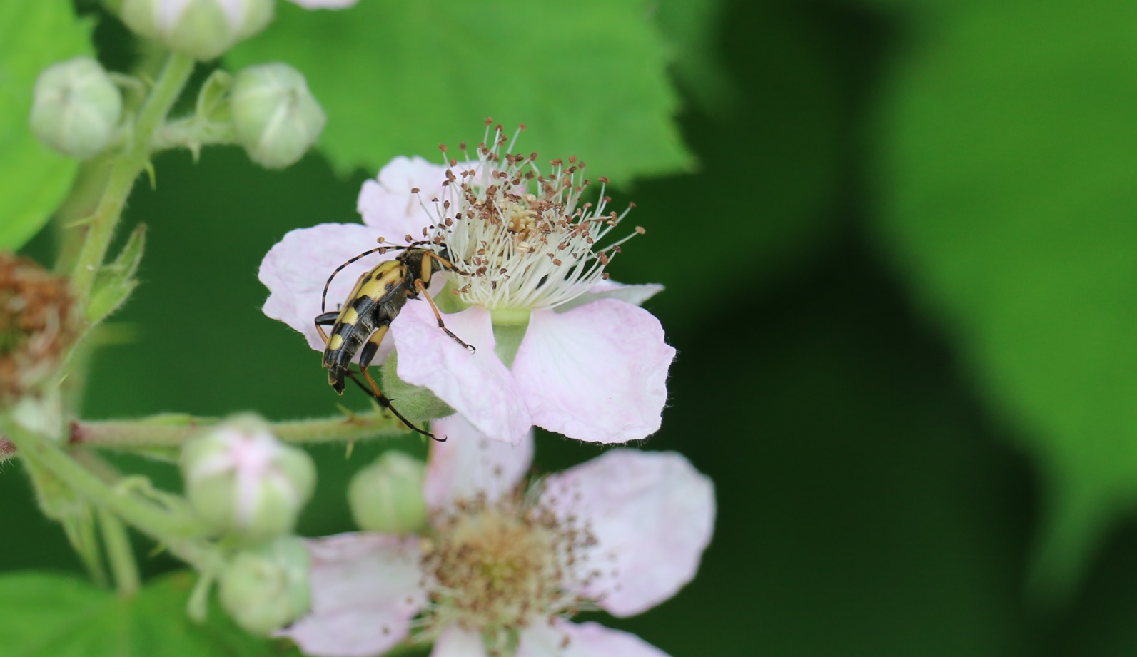 das ist meine Brombeerblüte