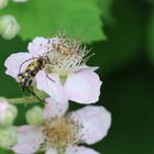 das ist meine Brombeerblüte