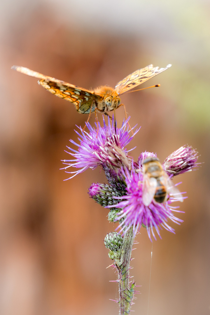 Das ist meine Distel!