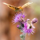 Das ist meine Distel!