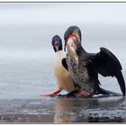 Das ist meiner........Kormoran Vogel des Jahres 2010