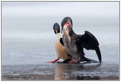 Das ist meiner........Kormoran Vogel des Jahres 2010