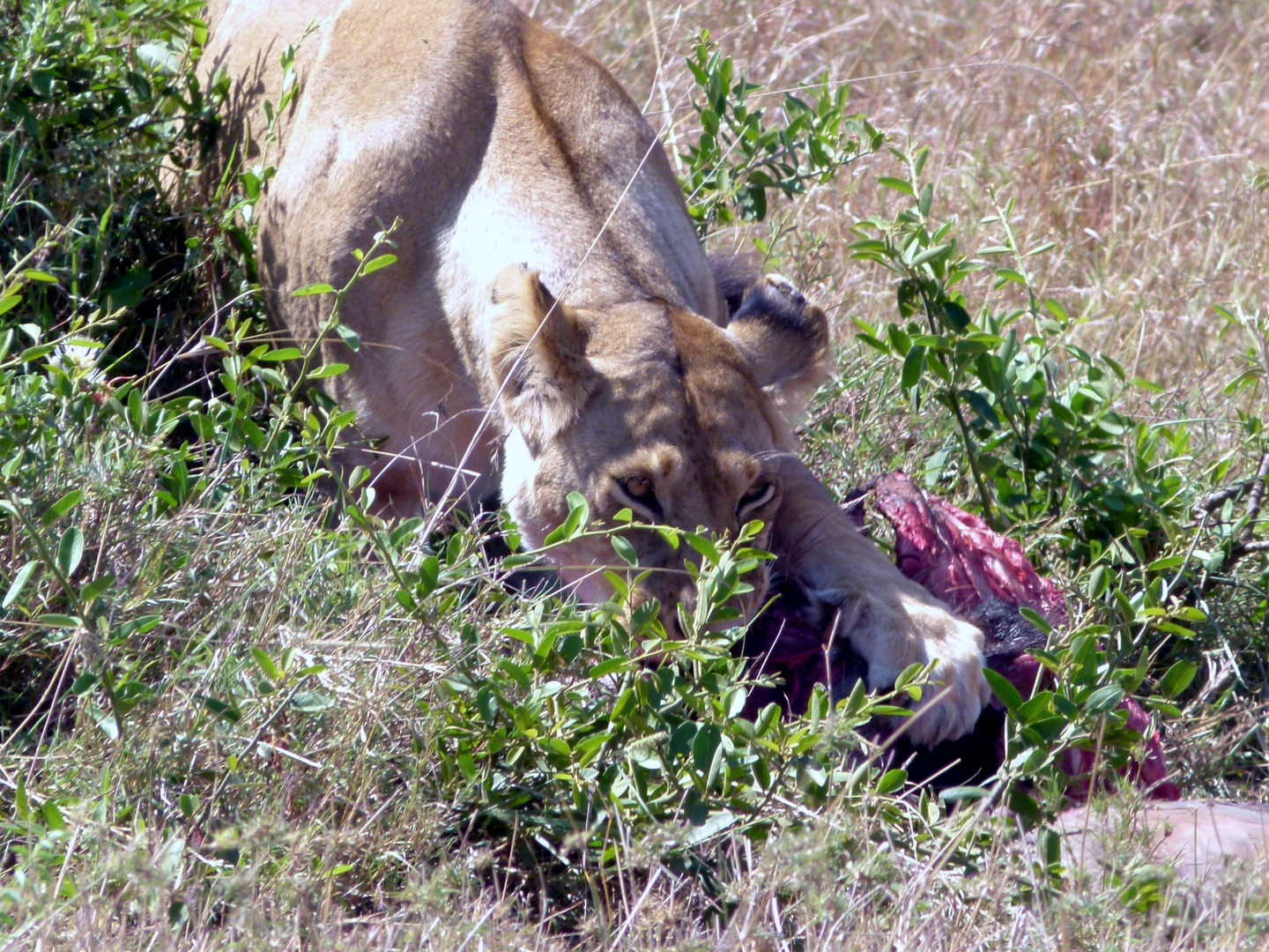 Das ist meins. Löwin in der Masai Mara