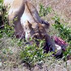 Das ist meins. Löwin in der Masai Mara