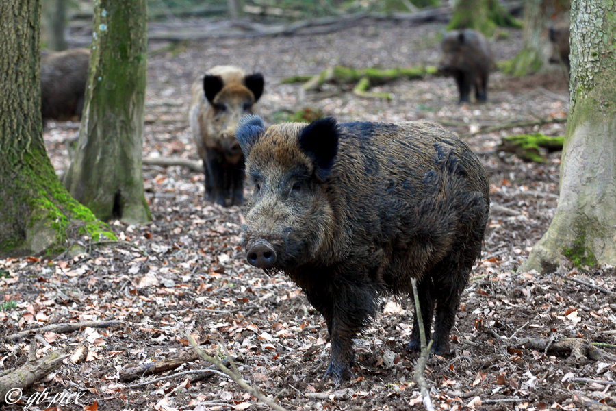 ... das ist nah genug. Wildschwein (Sus scrofa)