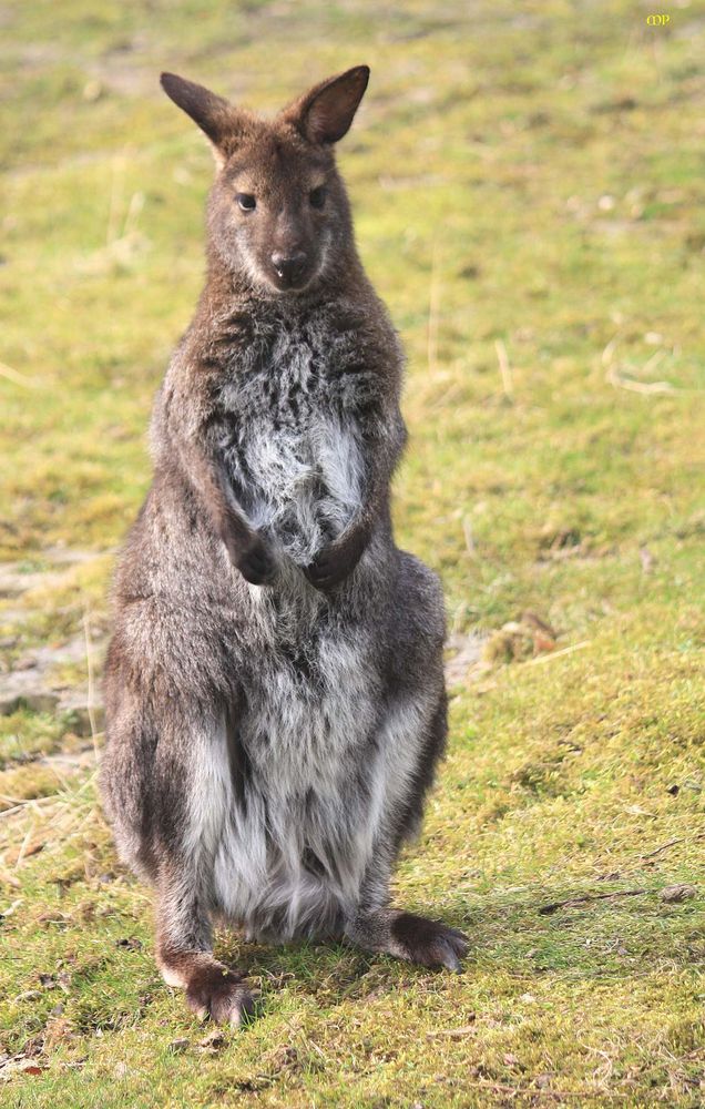 das ist NICHT der Osterhase