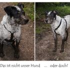 Das ist nicht unser Hund ...