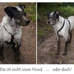 Das ist nicht unser Hund ...