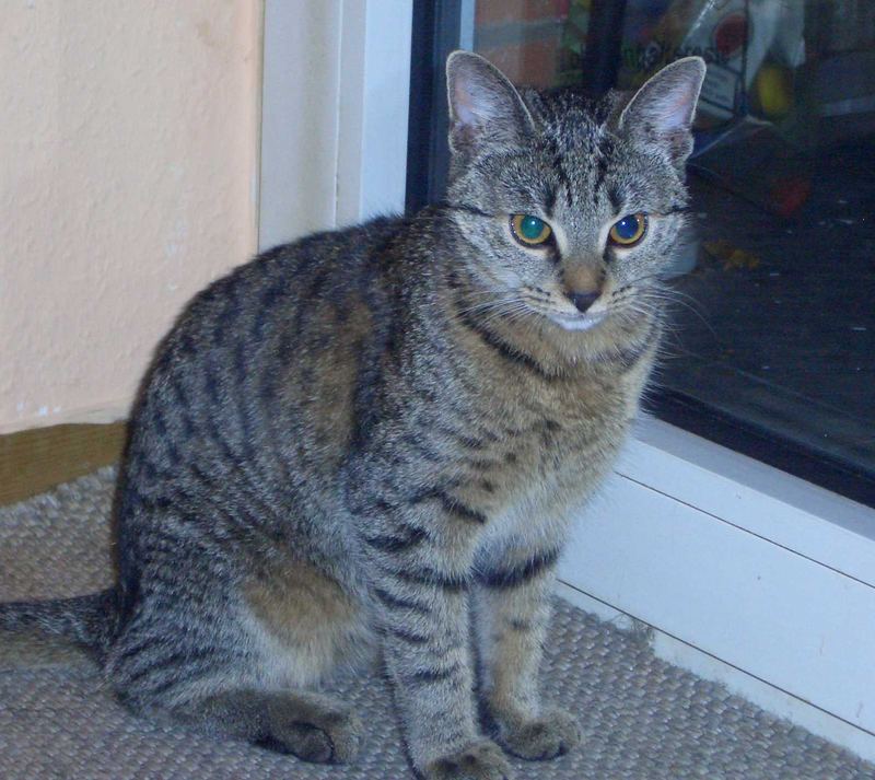 das ist "Roberta", die Katze m. Sohnes