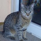 das ist "Roberta", die Katze m. Sohnes