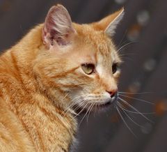 Das ist Rocky, der Kater meine Enkelin Nadine