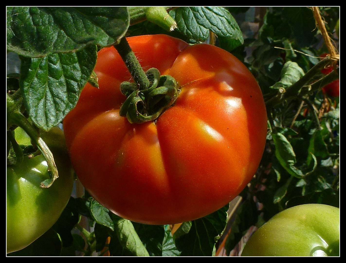 -Das ist sie... die größte Tomate aus unserem Garten-