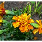 das ist Tagetes sagt Melli