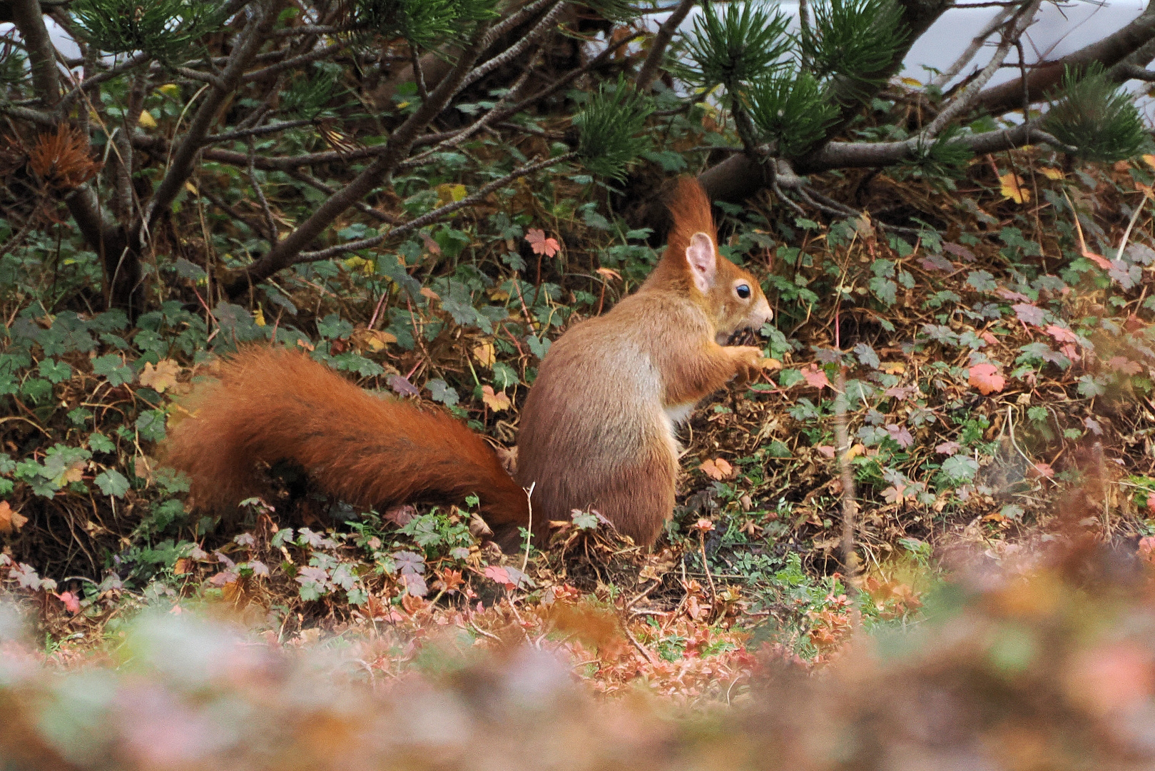 Das ist unser Eichhörnchen…