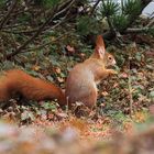 Das ist unser Eichhörnchen…