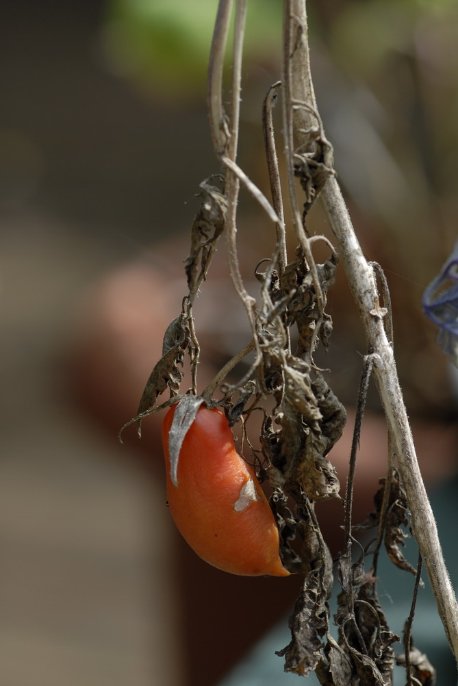 das ist unsere Tomate Jahrgang 2007