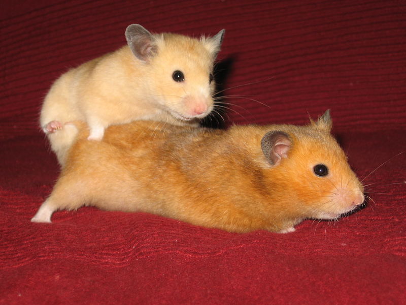 "Das ist vielleicht ne süsse Maus, sag ich euch!!..." Foto & Bild