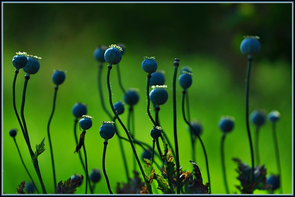 Das ist vom Mohn übrig geblieben.....