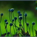 Das ist vom Mohn übrig geblieben.....