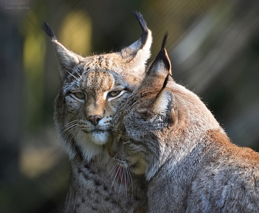 Das ist wahre LUCHS Liebe 