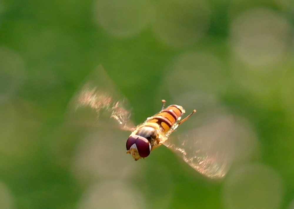 das ist wirklich ein Schwebefliege