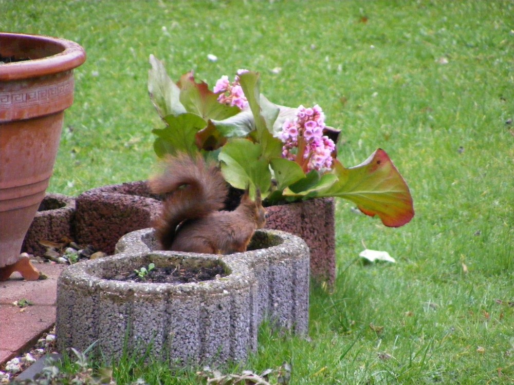 das ist wirklich kein Katzenklo????