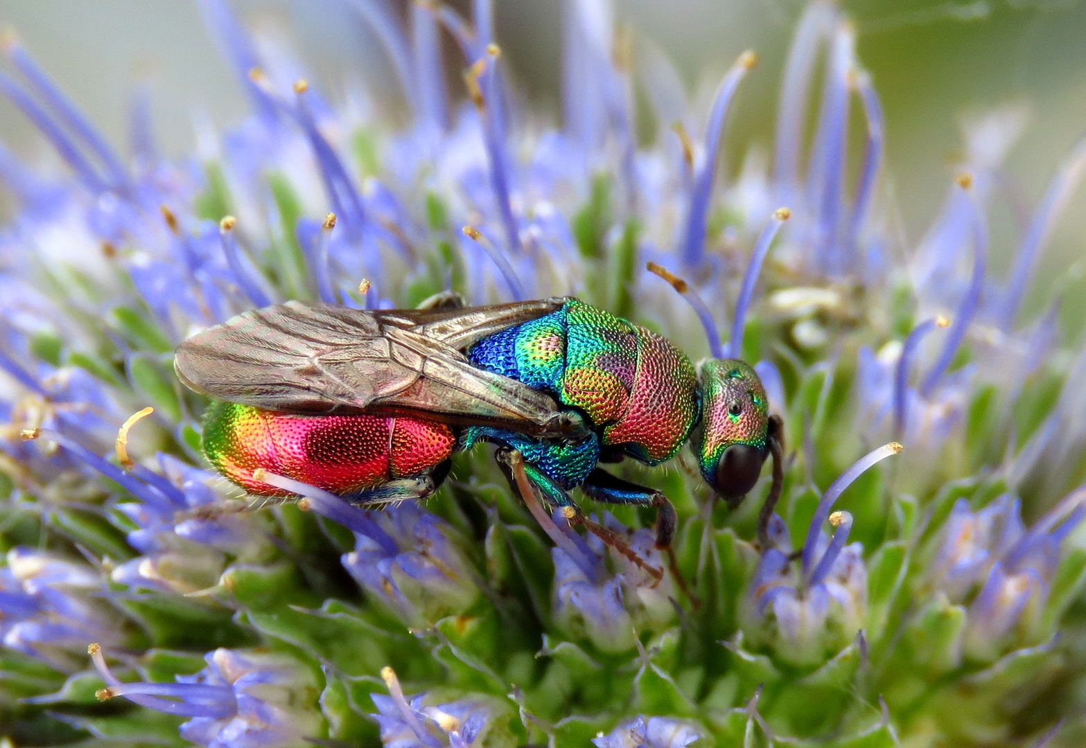 Das ist wohl eine Bunte Goldwespe