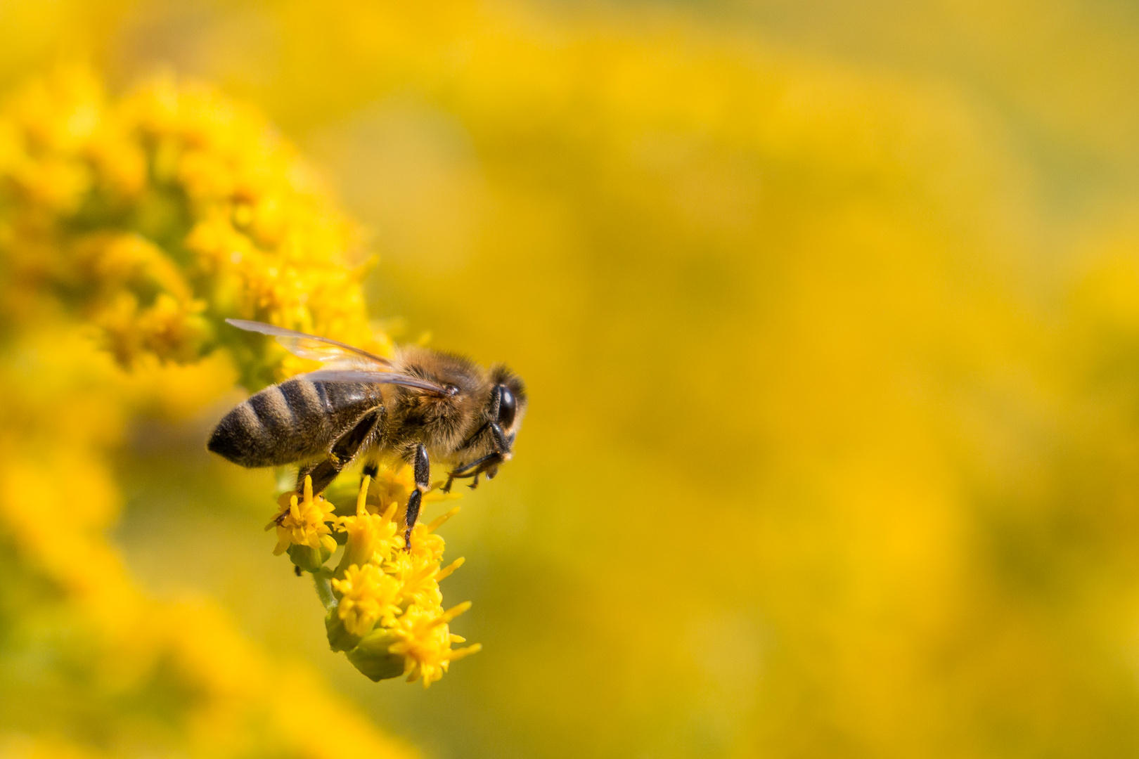 Das Jahr der Bienen